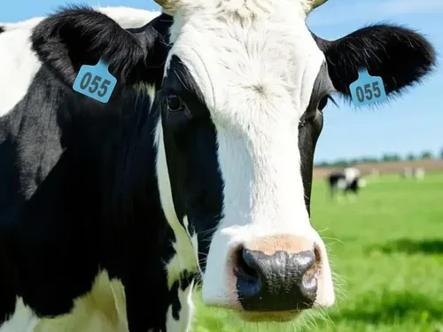 Robo de aretes de ganado prende alerta sanitaria y abre sospechas sobre tráfico ilegal de animales