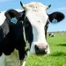 Robo de aretes de ganado prende alerta sanitaria y abre sospechas sobre tráfico ilegal de animales