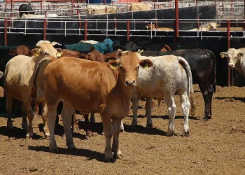 Sonora vuelve a exportar ganado a EU