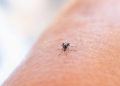 Sonora lidera casos de dengue