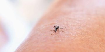 Sonora lidera casos de dengue