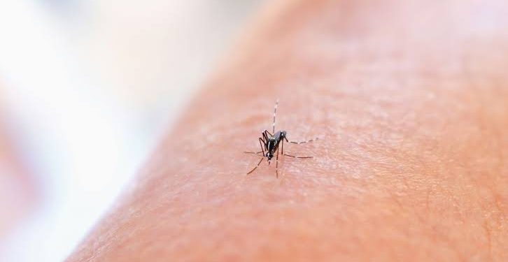 Sonora lidera casos de dengue