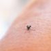 Sonora lidera casos de dengue