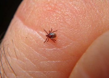 Sonora suma 96 casos de fiebre manchada; Salud llama a reforzar prevención contra garrapatas