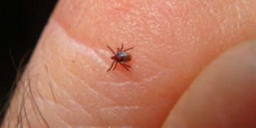 Sonora suma 96 casos de fiebre manchada; Salud llama a reforzar prevención contra garrapatas