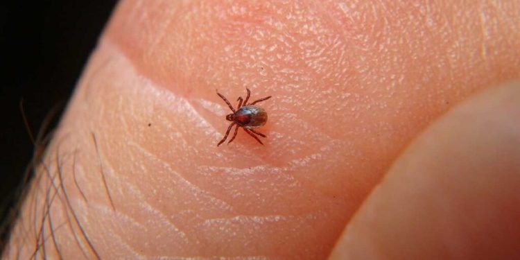 Sonora suma 96 casos de fiebre manchada; Salud llama a reforzar prevención contra garrapatas