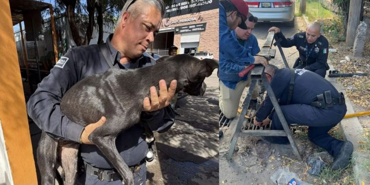 Rescatan a perrito atrapado durante cinco días en una alcantarilla en Hermosillo